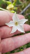 Imagem de Nicotiana quadrivalvis var. wallacei (A. Gray) Mansf.