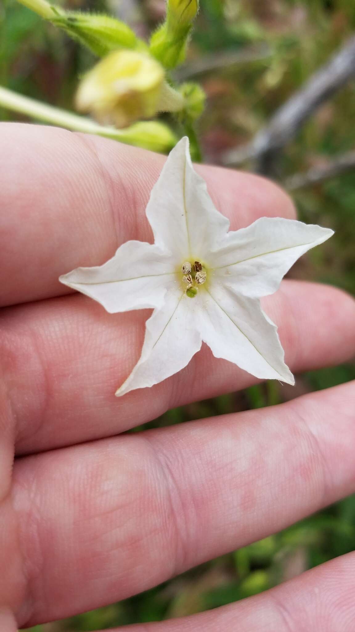 Imagem de Nicotiana quadrivalvis var. wallacei (A. Gray) Mansf.