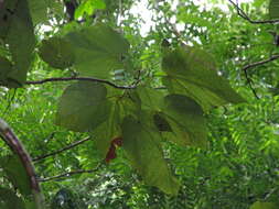 Image of Christiana africana DC.