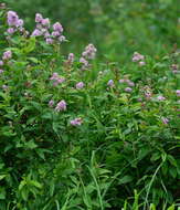 Слика од Spiraea salicifolia L.