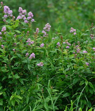 Image of willowleaf meadowsweet