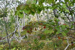 Image de Prunus sargentii Rehd.