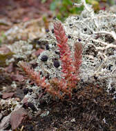 Crassula sieberiana (Schultes & J. H. Schultes) Druce resmi