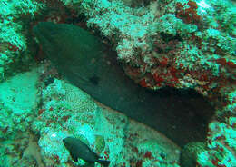 Image of Giant moray