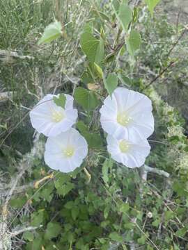 Image of Ipomoea jicama T. S. Brandeg.