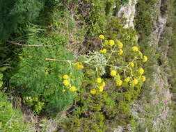 Image of Ferula communis subsp. linkii (Webb) Reduron & Dobignard