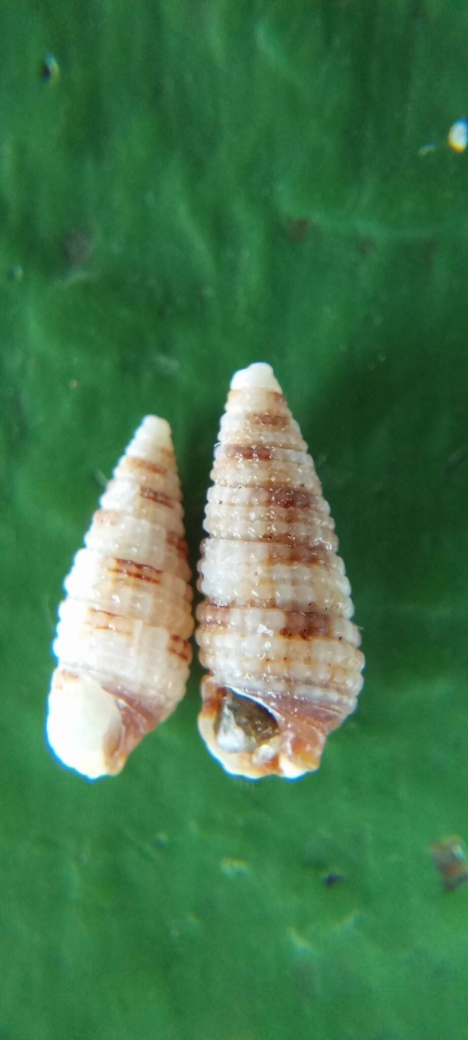 Image of Nototriphora sarcira (Laseron 1954)