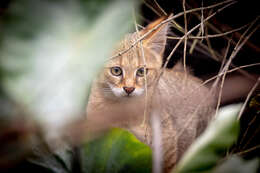 Image of jungle cat