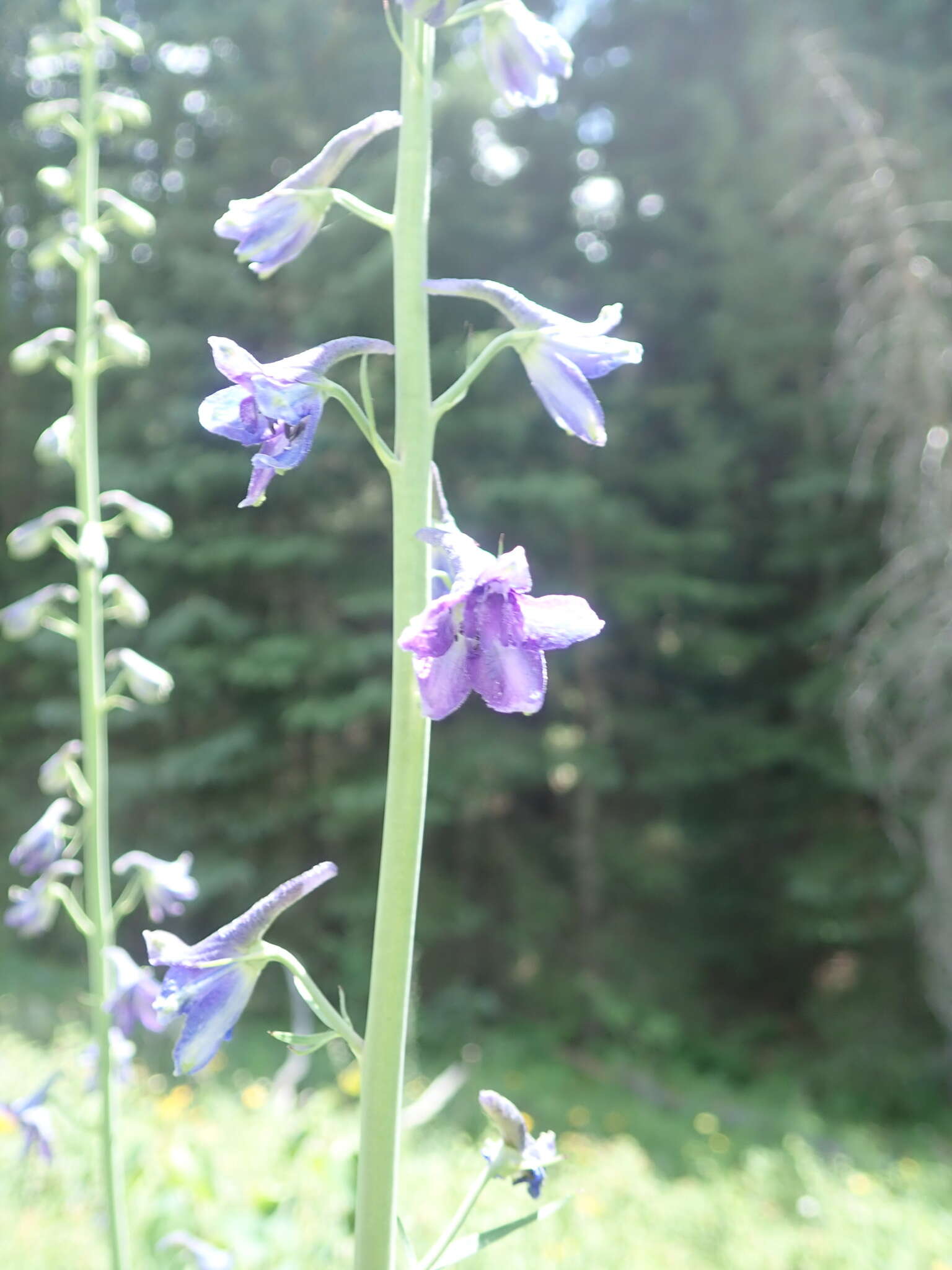 Image of mountain larkspur