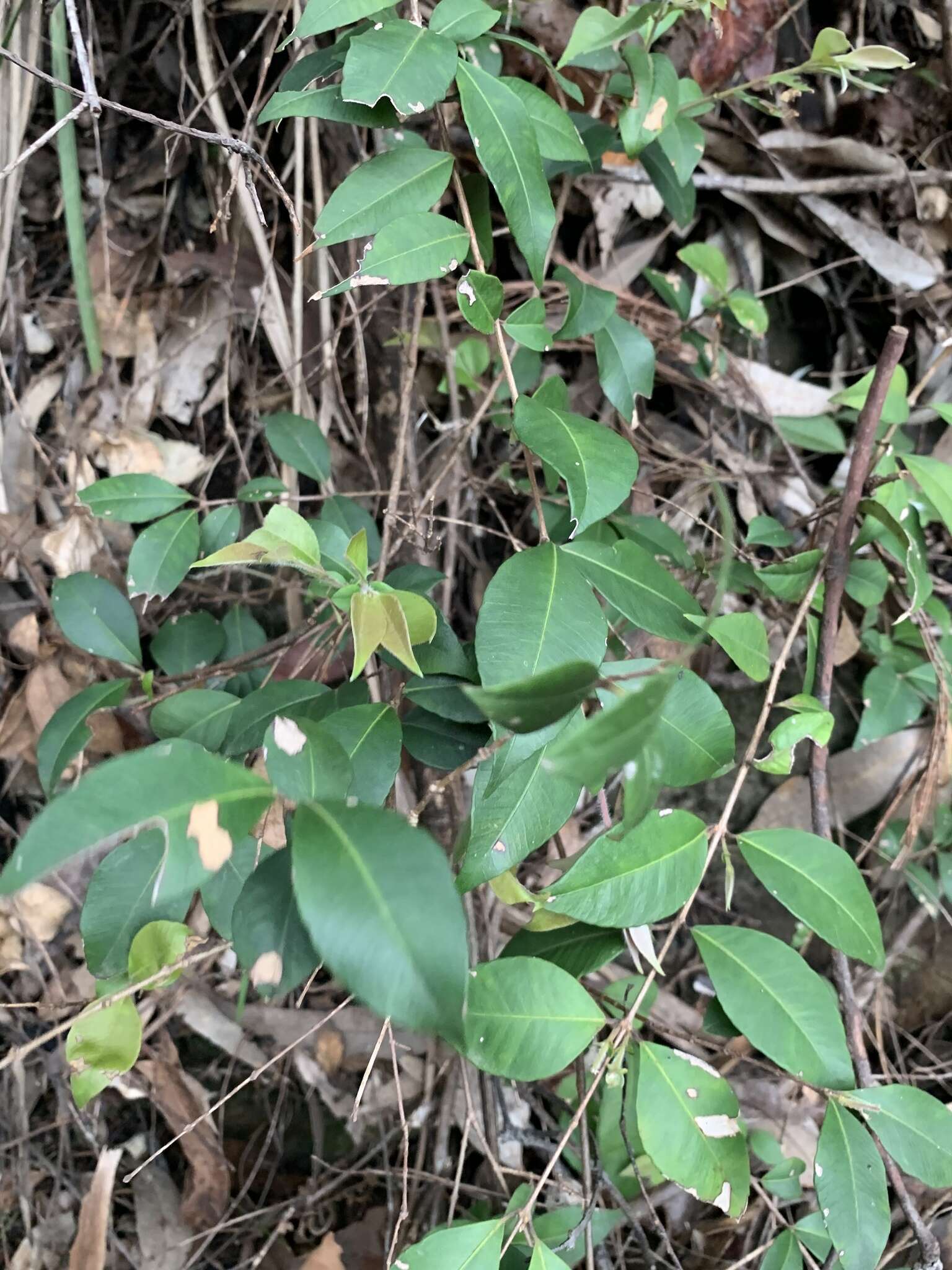 Sivun Backhousia myrtifolia Hook. & Harv. kuva