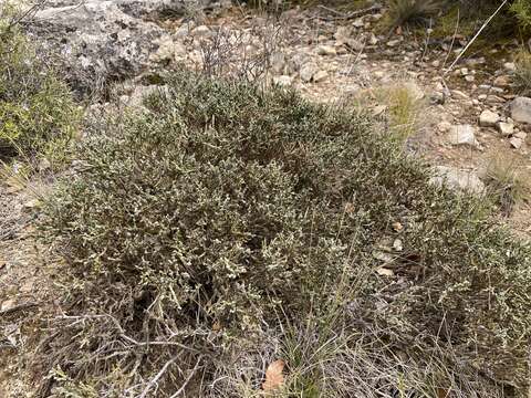 Image de Genista versicolor Boiss.