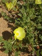 Image of Desert primrose