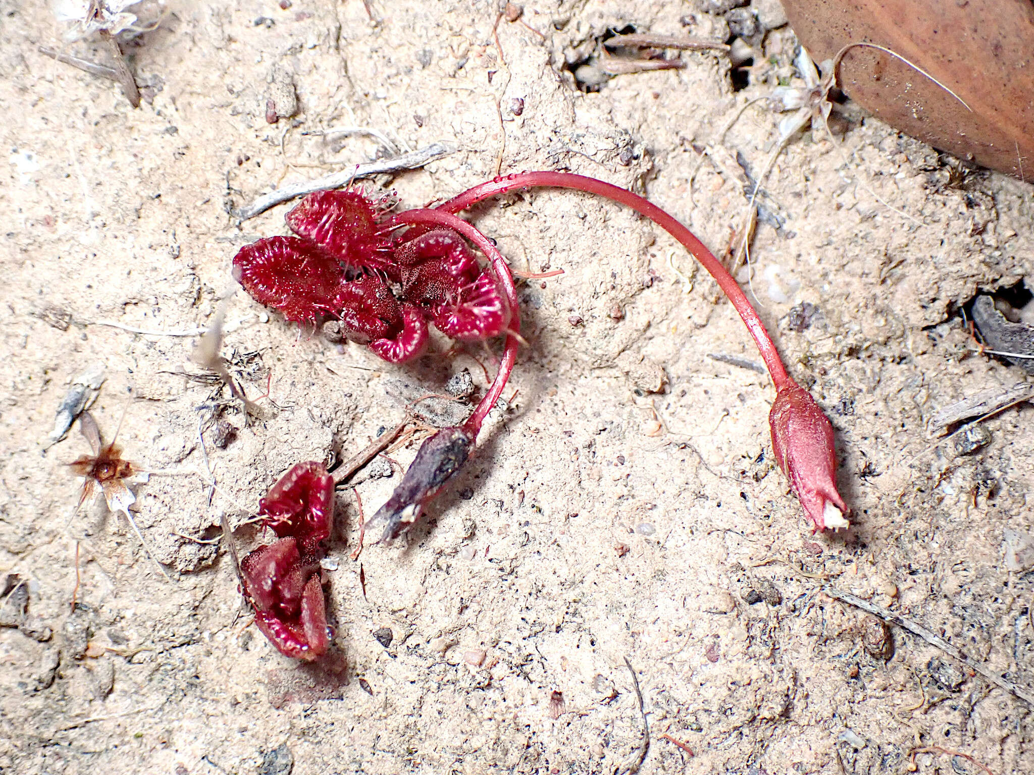 Image of Drosera praefolia Tepper