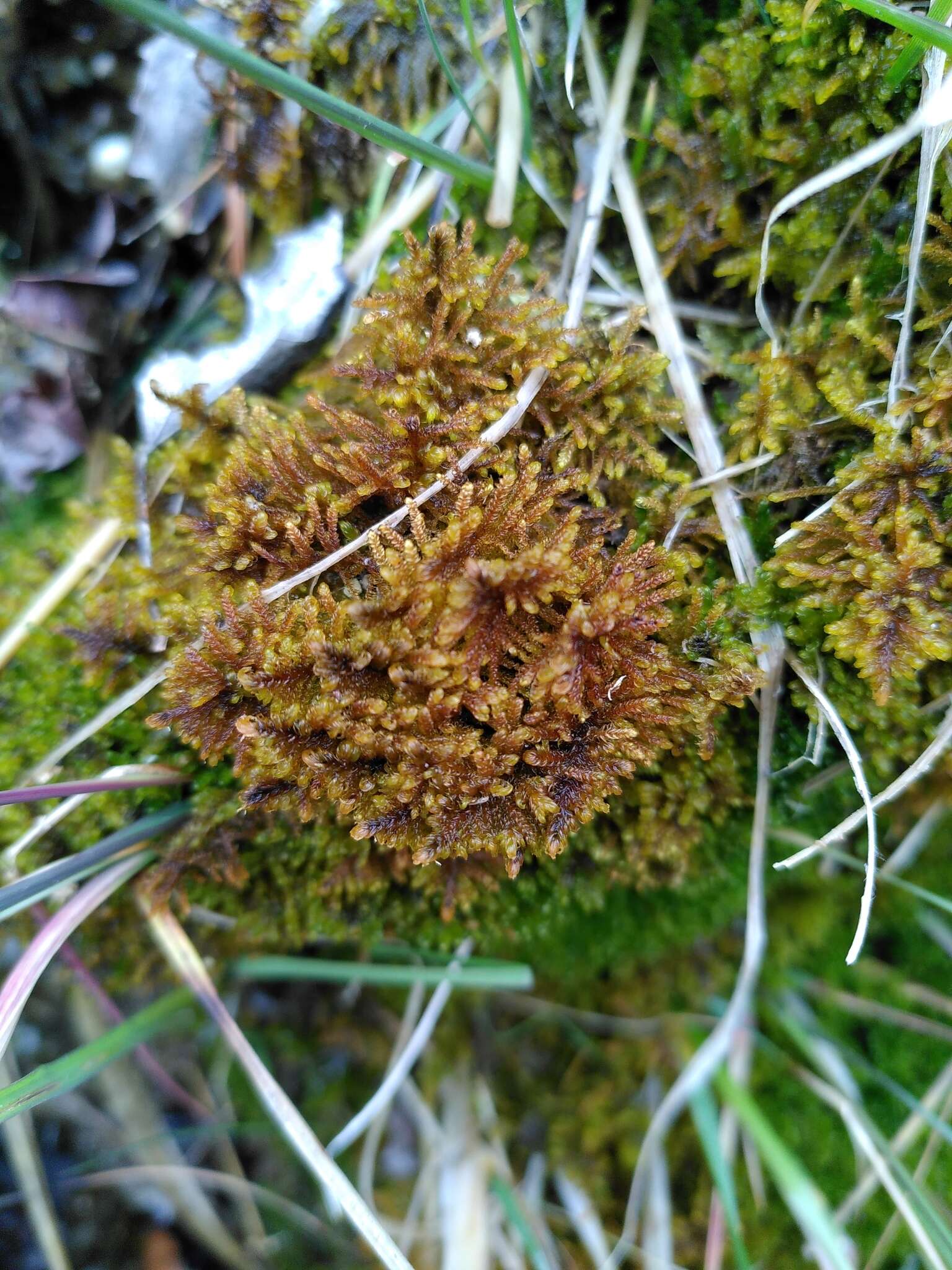 Image of palustriella moss