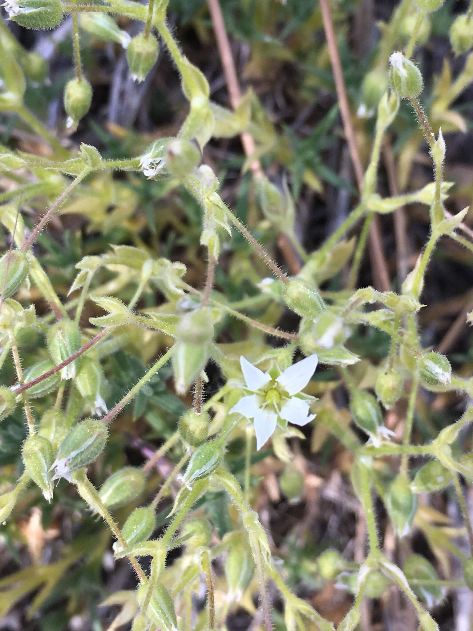 Imagem de Sabulina nuttallii var. fragilis (Maguire & A. H. Holmgren) Dillenb. & Kadereit