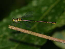 Image of Heteragrion mitratum Williamson 1919