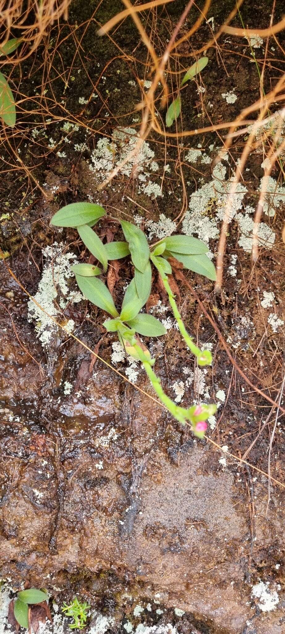 Disa glandulosa Burch. ex Lindl. resmi