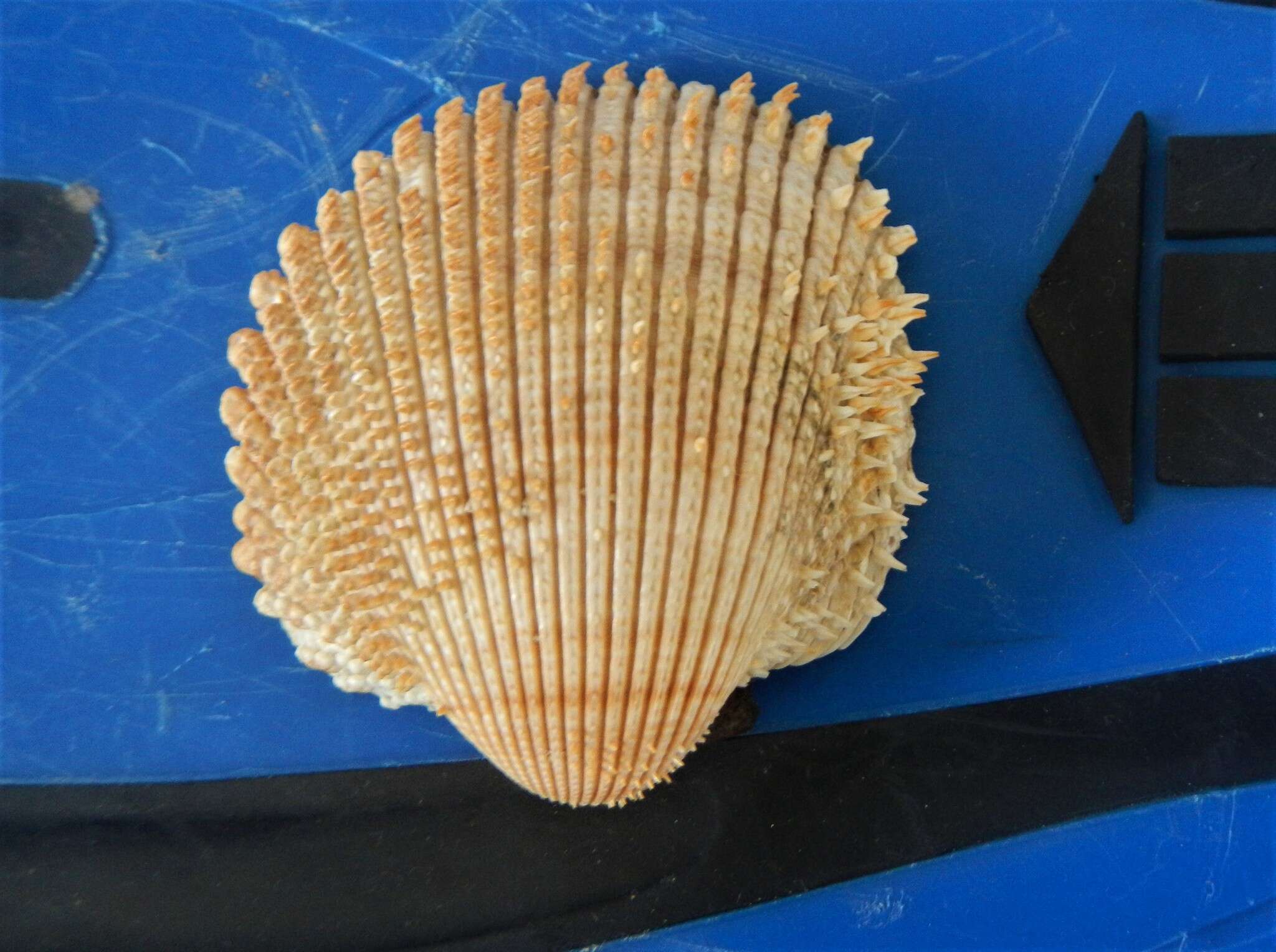 Image of sand cockle