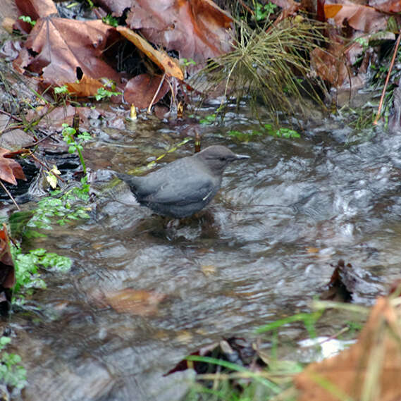 Image of American Dipper