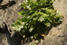 Image of Campanula pendula M. Bieb.