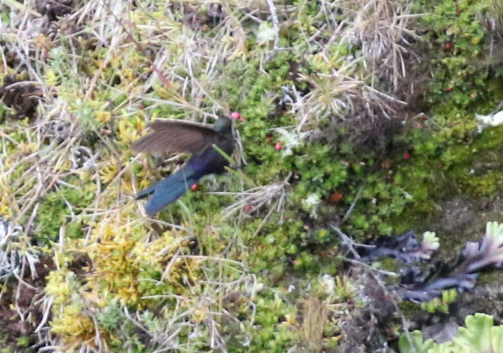 Image of Blue-mantled Thornbill