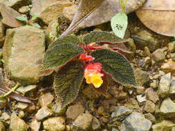 Слика од Begonia lehmannii (Irmsch.) L. B. Sm. & B. G. Schub.