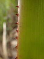 Image de Aechmea aquilega (Salisb.) Griseb.