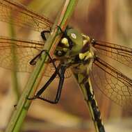 Image of Eusynthemis virgula (Selys 1874)