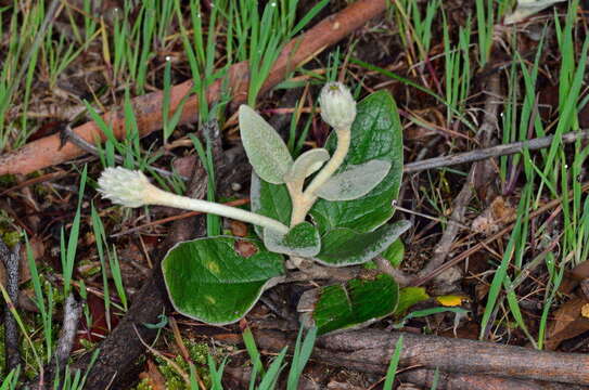 Image de Olearia pannosa subsp. cardiophylla (F. Müll.) D. A. Cooke