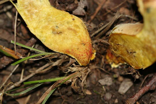 Image of Hortiboletus engelii (Hlaváček) Biketova & Wasser 2015