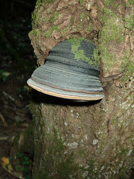 Image of Phellinus populicola Niemelä 1975