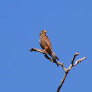 Image of Spotted Kestrel