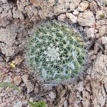 Mammillaria petrophila subsp. baxteriana (H. E. Gates) D. R. Hunt的圖片