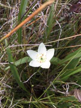 Image of fen grass of Parnassus