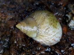 Image of Littoraria flava (P. P. King 1832)