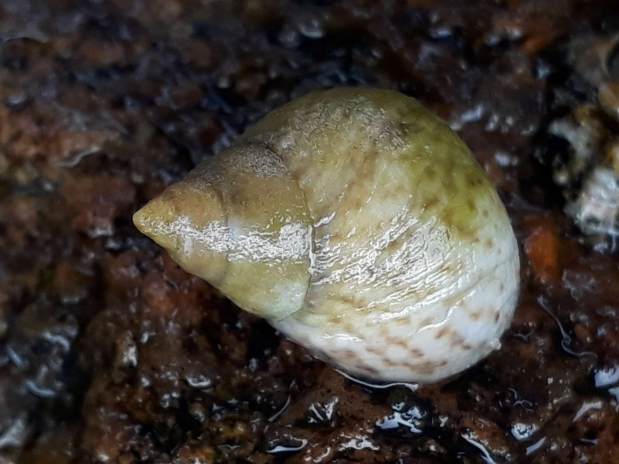 Image of Littoraria flava (P. P. King 1832)