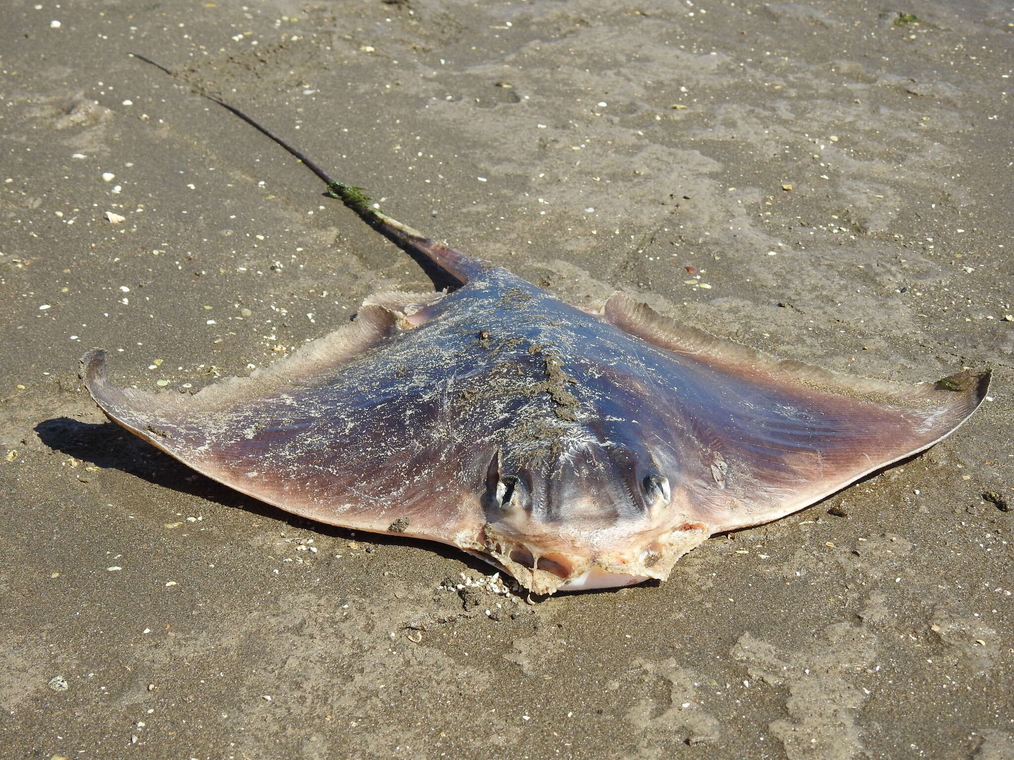 Image of Southern Eagle Ray