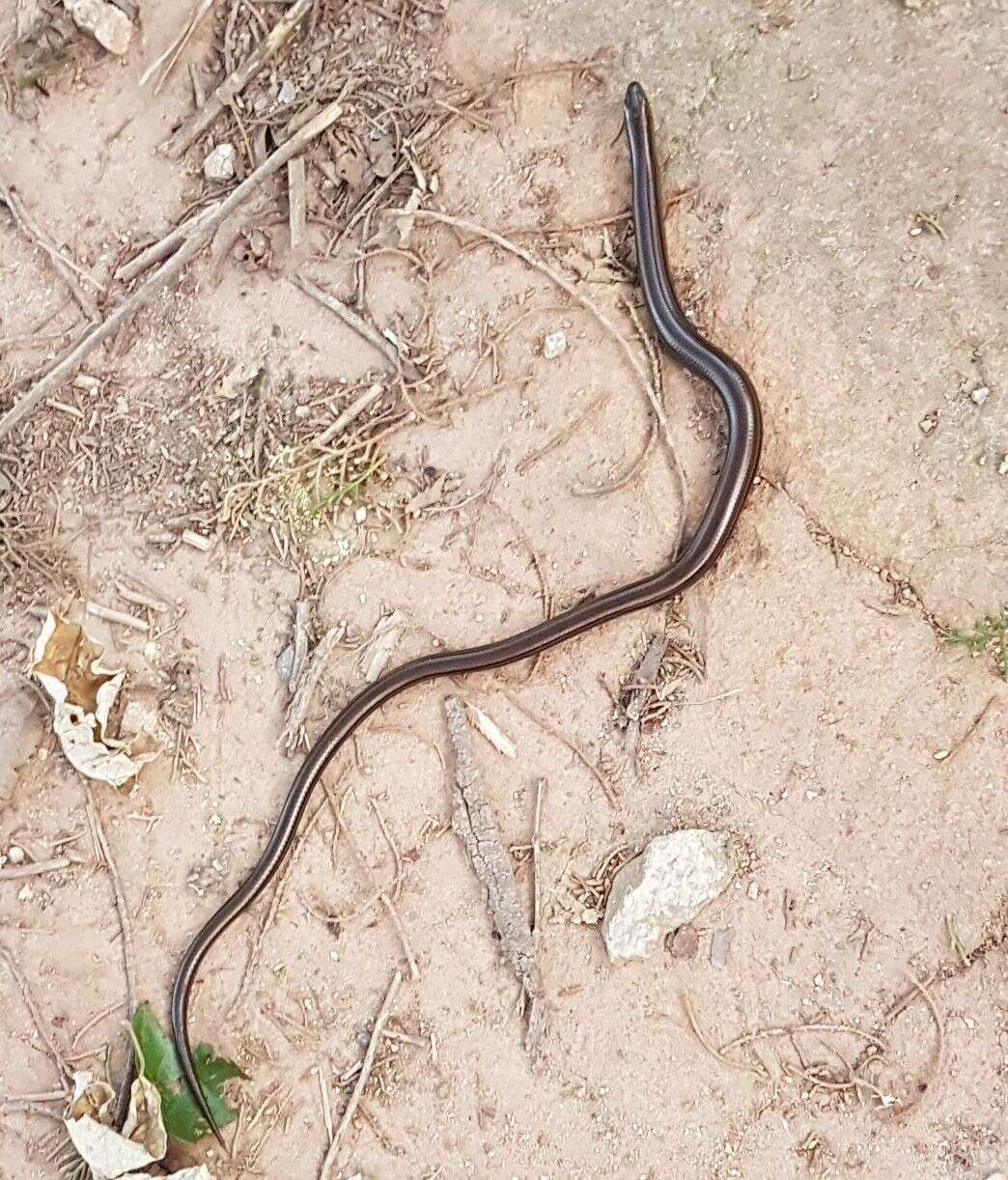 Image of Yacupoi Worm Lizard