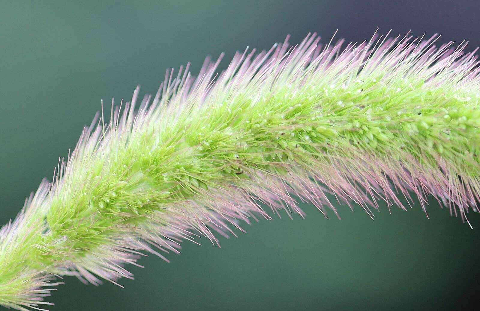 Imagem de Setaria viridis (L.) P. Beauv.