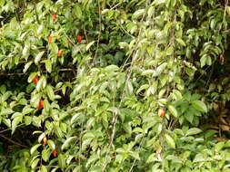 Image of Adenia macrophylla var. singaporeana (Wall. ex G. Don) de Wilde
