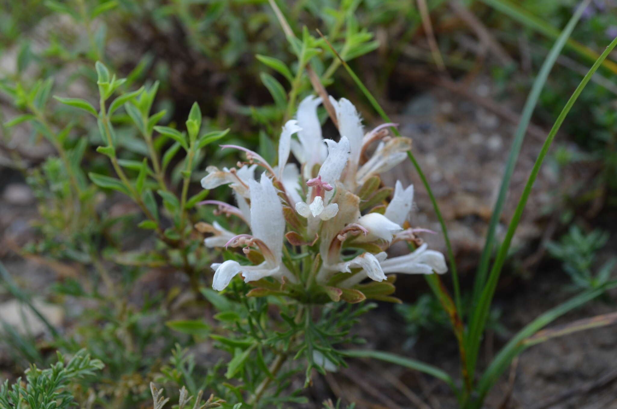 Image of Lagochilus knorringianus Pavlov