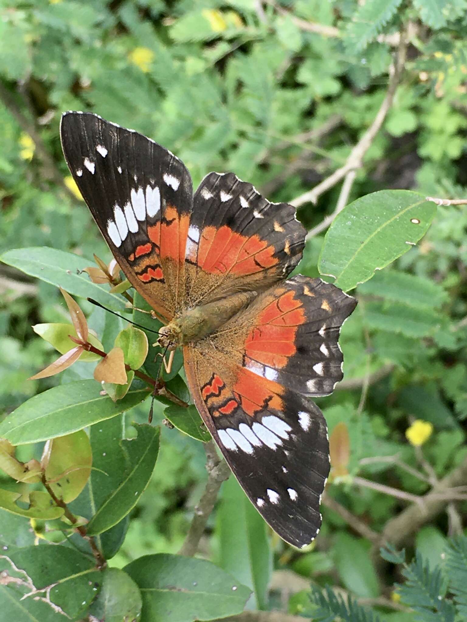 Image of Anartia amathea roeselia Eschscholtz 1821