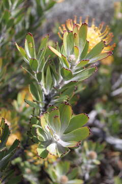 Image of Leucospermum utriculosum Rourke