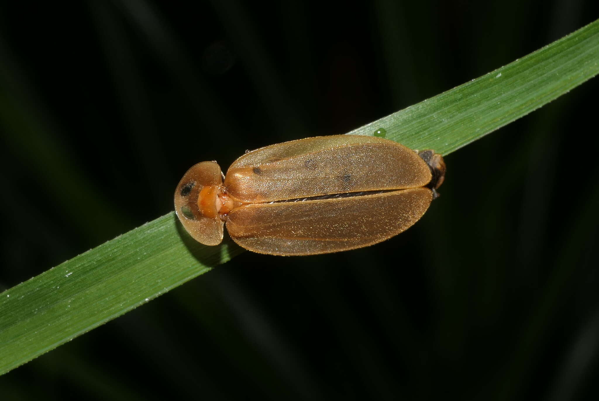 Image of Pyrocoelia lunata Yiu 2017