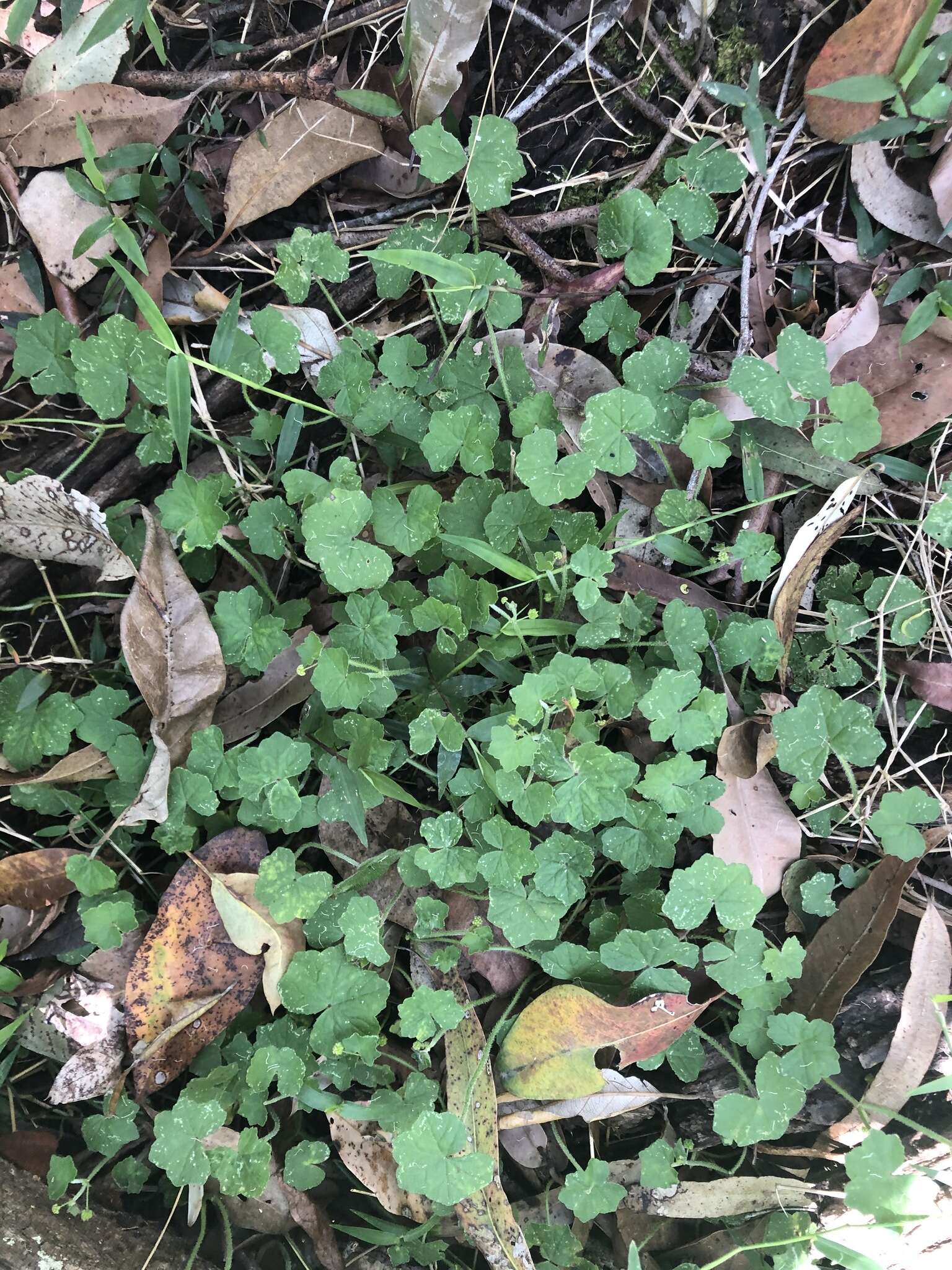 Imagem de Hydrocotyle acutiloba (F. Müll.) Wakef.