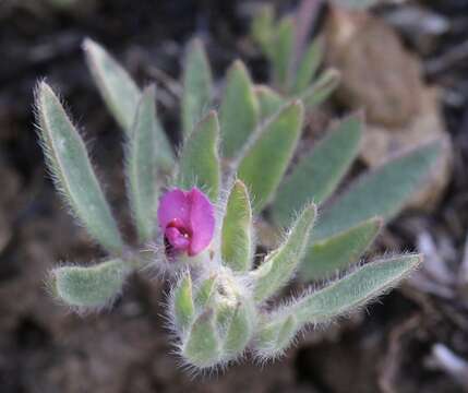 Plancia ëd Acmispon rubriflorus (Sharsm.) D. D. Sokoloff