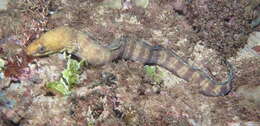 Image of Barred moray