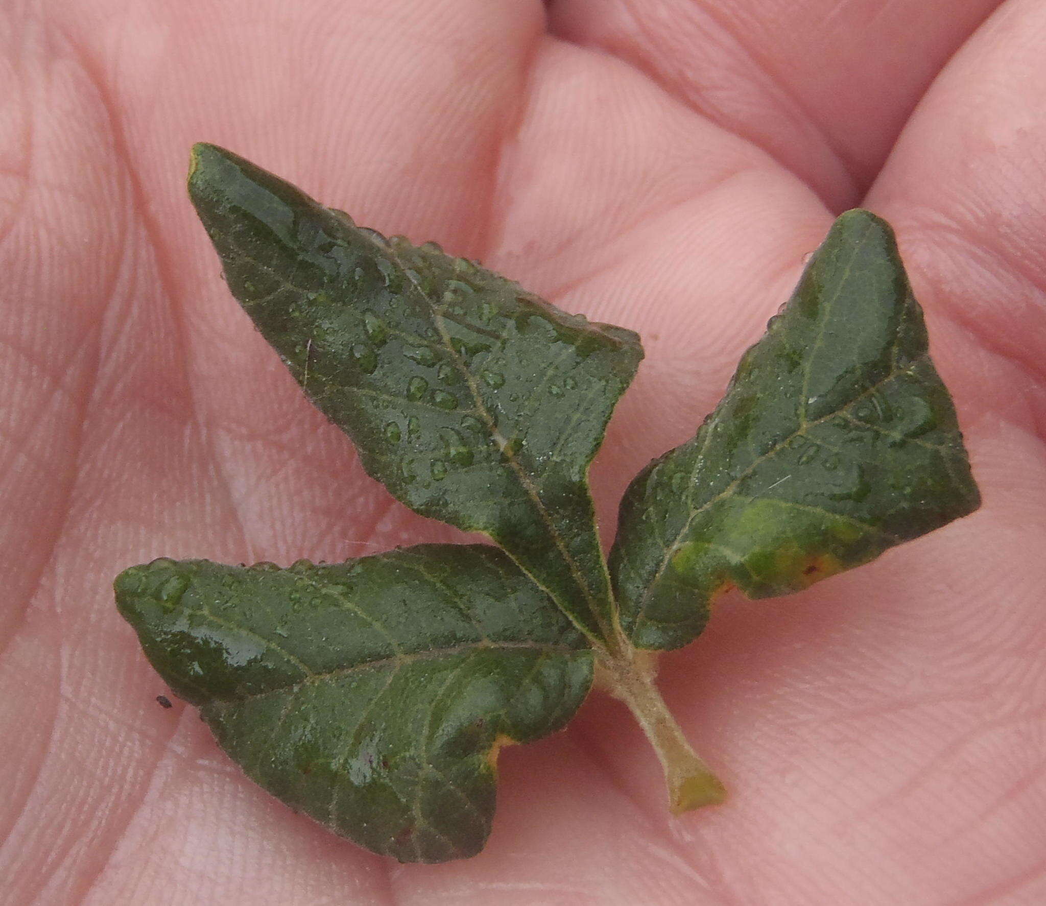 Image of Searsia incisa (L. fil.) F. A. Barkley