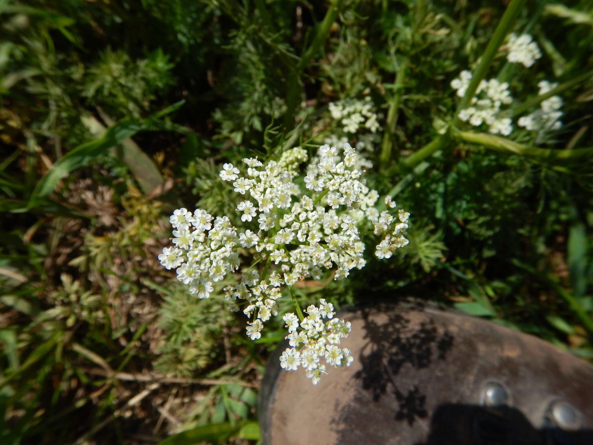 Image of caraway