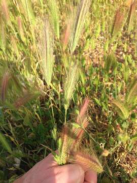 Image of smooth barley